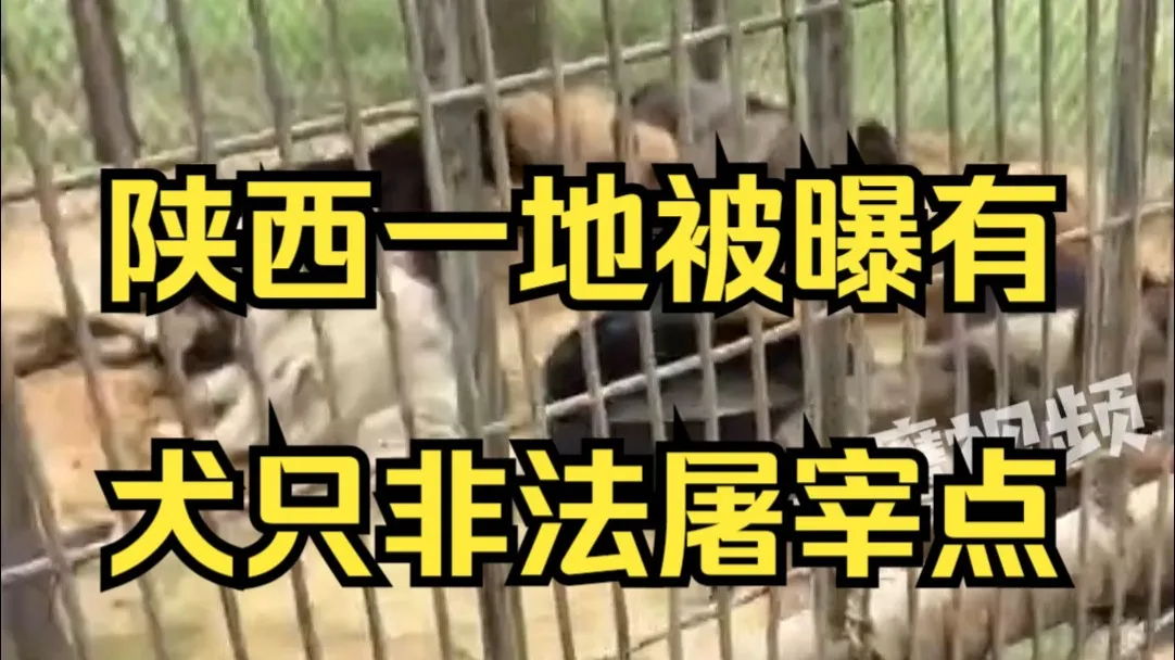 陕西一地被曝有犬只非法屠宰点,志愿者:好多宠物犬,现场全是狗肉狗皮
