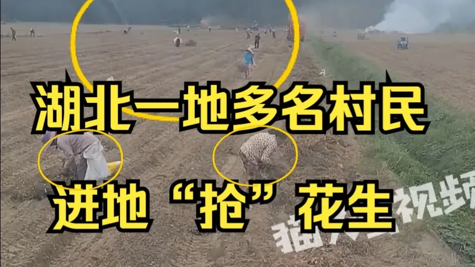 湖北一地多名村民进地“抢”花生,收割机司机:车过去还在慢慢捡
